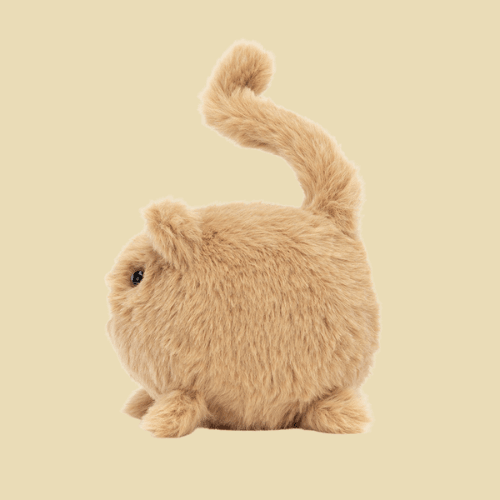 kitten-caboodle-ginger